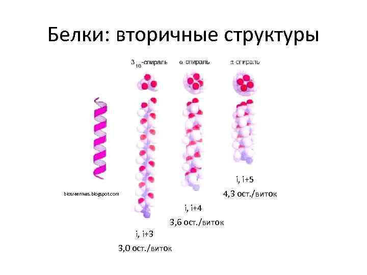 Белки: вторичные структуры i, i+5 4, 3 ост. /виток biosreenivas. blogspot. com i, i+4