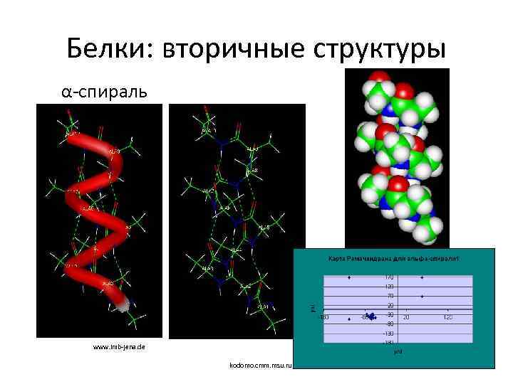 Белки: вторичные структуры α-спираль www. imb-jena. de kodomo. cmm. msu. ru 