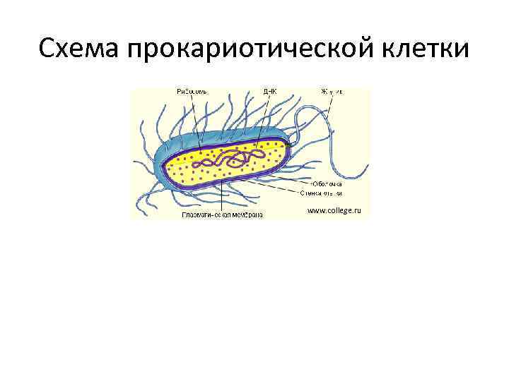 Схема прокариотической клетки