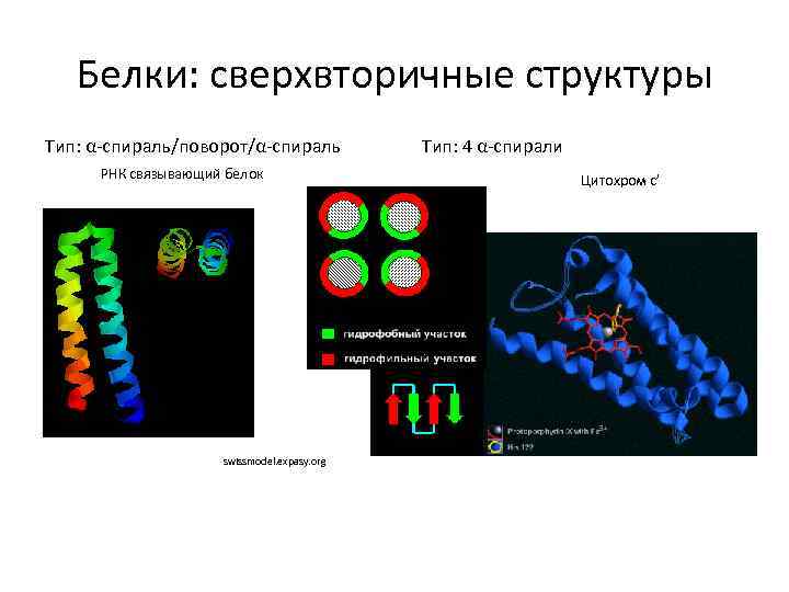 Белки: сверхвторичные структуры Тип: α-спираль/поворот/α-спираль РНК связывающий белок swissmodel. expasy. org Тип: 4 α-спирали