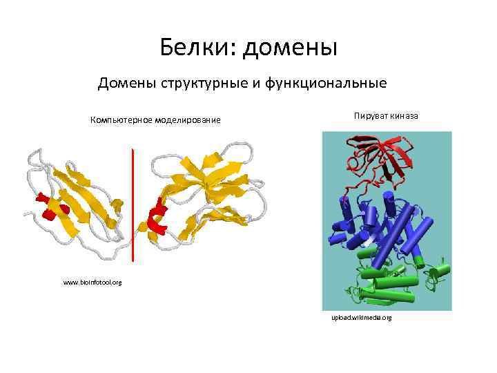 Домен доменные белки. Доменная структура белков. Доменная структура белка. Домены в структуре белка. Доменное строение белка.