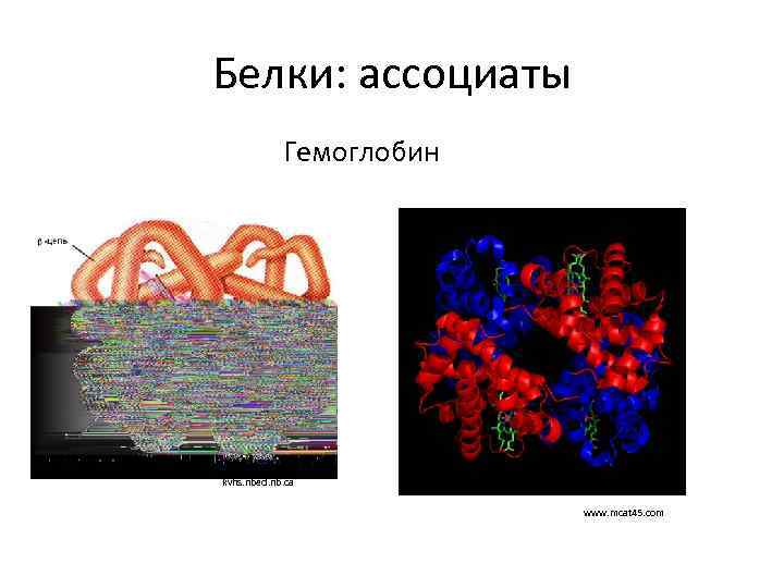 Белки: ассоциаты Гемоглобин kvhs. nbed. nb. ca www. mcat 45. com 