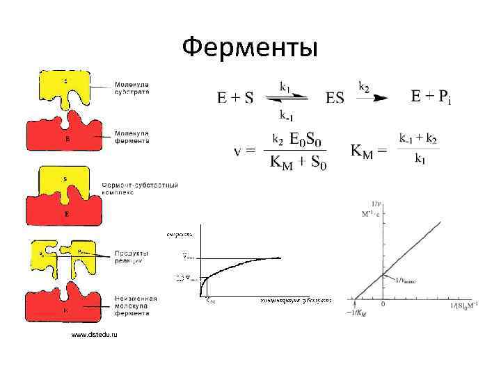Ферменты www. distedu. ru 