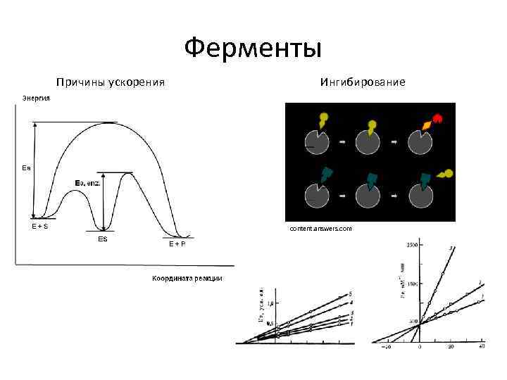 Ферменты Причины ускорения Ингибирование content. answers. com 