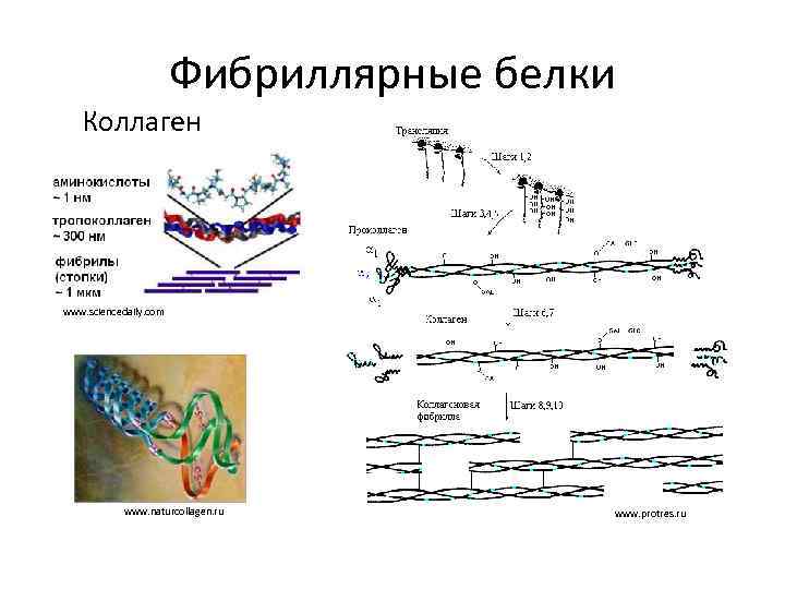 Белки коллагена. Коллаген глобулярный белок. Фибриллярные белки эластин и коллаген структура. Коллаген фибриллярный белок. Фибриллярный белок формула.