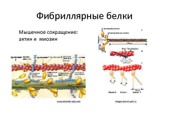 Белок миозин