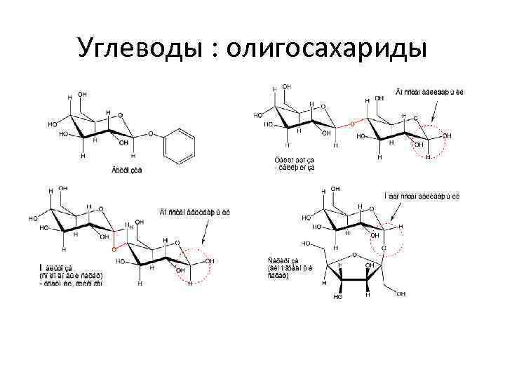 Углеводы : олигосахариды 