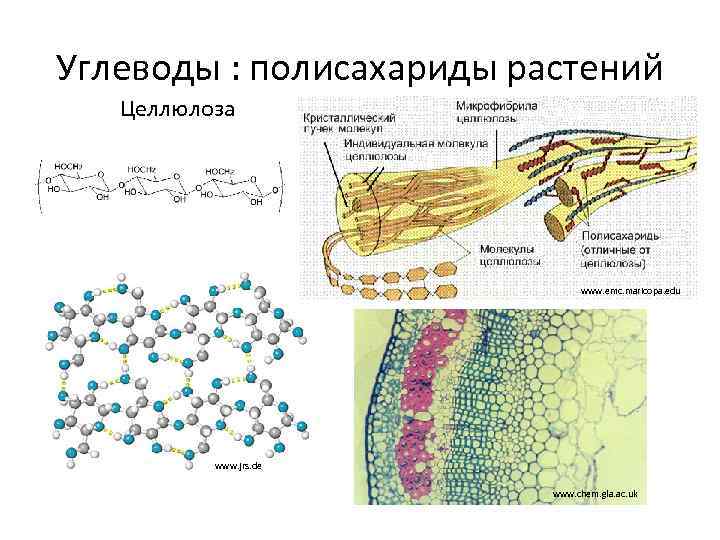 Углеводы : полисахариды растений Целлюлоза www. emc. maricopa. edu www. jrs. de www. chem.