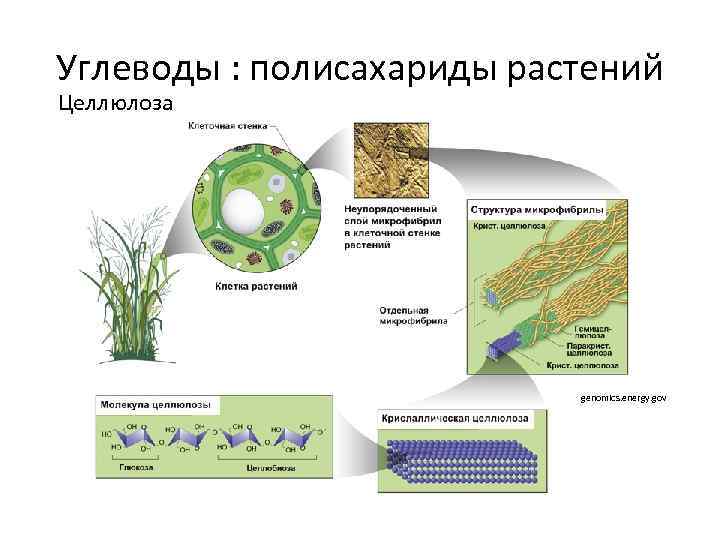 В клетках растений целлюлоза выполняет