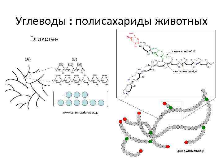 Молекулярные основы. Функции гликогена в животном и растительном организме. Гликоген это в биологии. Накопление гликогена это в биологии. Роль гликогена в бактериальной клетке.