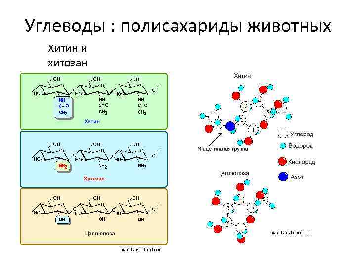 Углеводы : полисахариды животных Хитин и хитозан members. tripod. com 