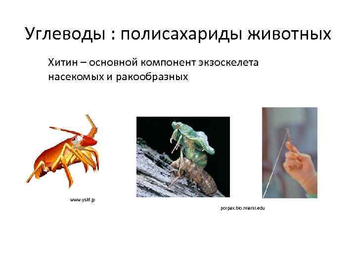 Углеводы : полисахариды животных Хитин – основной компонент экзоскелета насекомых и ракообразных www. yskf.