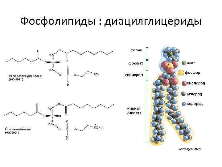 Фосфолипиды : диацилглицериды www. agen. ufl. edu 