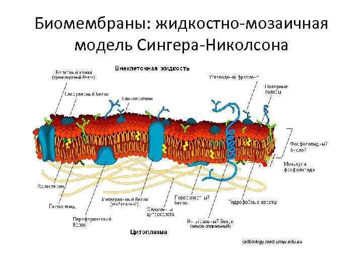 Жидкостно мозаичная модель мембраны