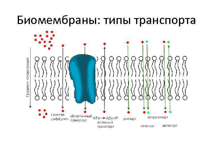 Биомембраны: типы транспорта 