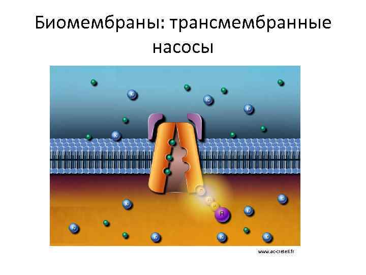 Биомембраны: трансмембранные насосы www. ac-creteil. fr 