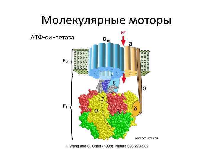 Молекулярные моторы АТФ-синтетаза www. soe. ucsc. edu 