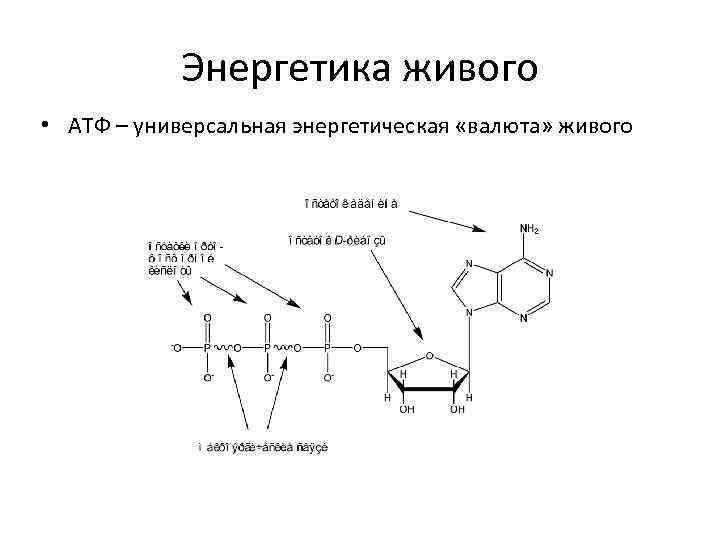 Энергетика живого • АТФ – универсальная энергетическая «валюта» живого 