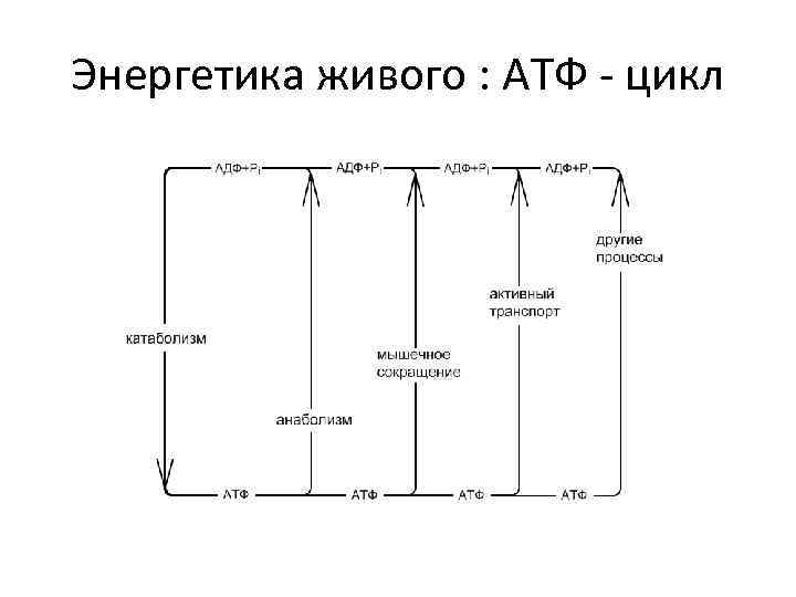 Энергетика живого : АТФ - цикл 