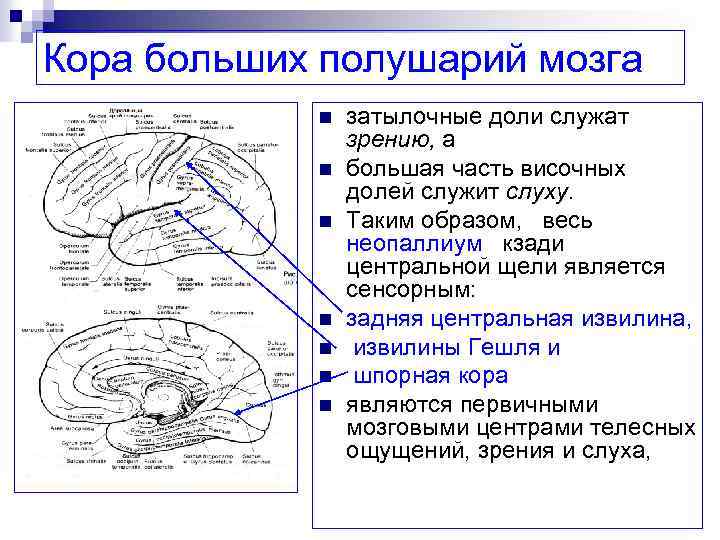 Височной извилины. Извилина Гешля.