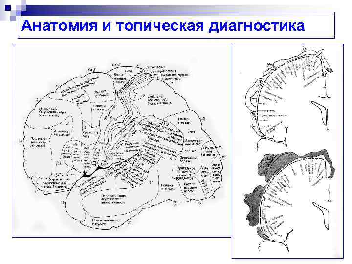 Анатомия и топическая диагностика 