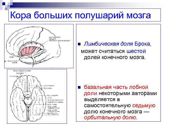 Кора больших полушарий мозга Лимбическая доля Брока, может считаться шестой долей конечного мозга. n
