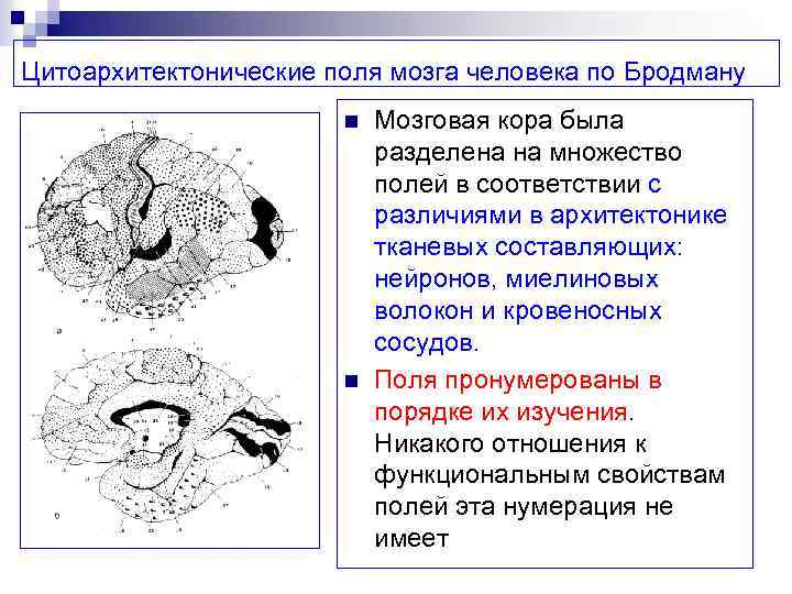 Цитоархитектонические поля мозга человека по Бродману n n Мозговая кора была разделена на множество