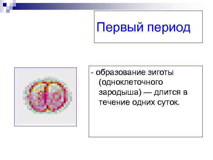 Первый период образование зиготы (одноклеточного зародыша) — длится в течение одних суток. 