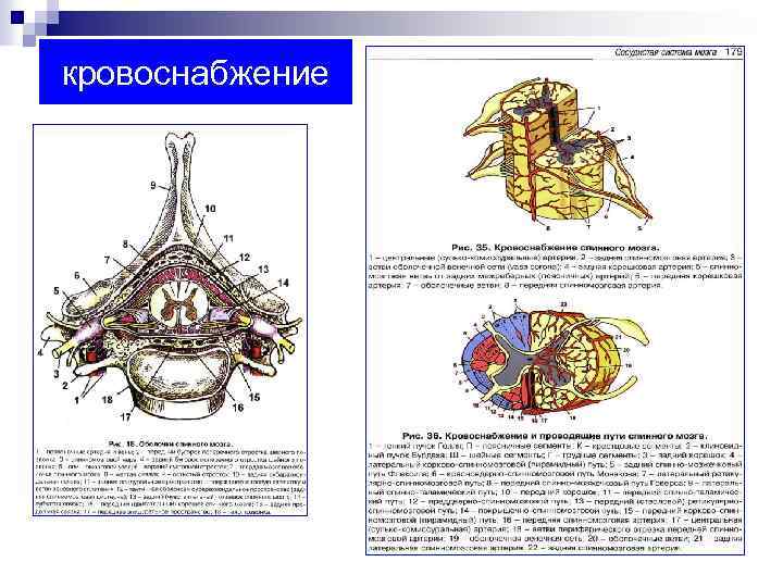 кровоснабжение 