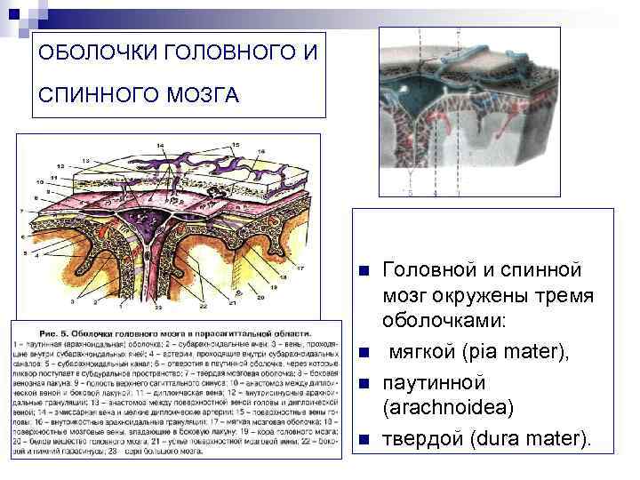 Оболочки головного мозга схема