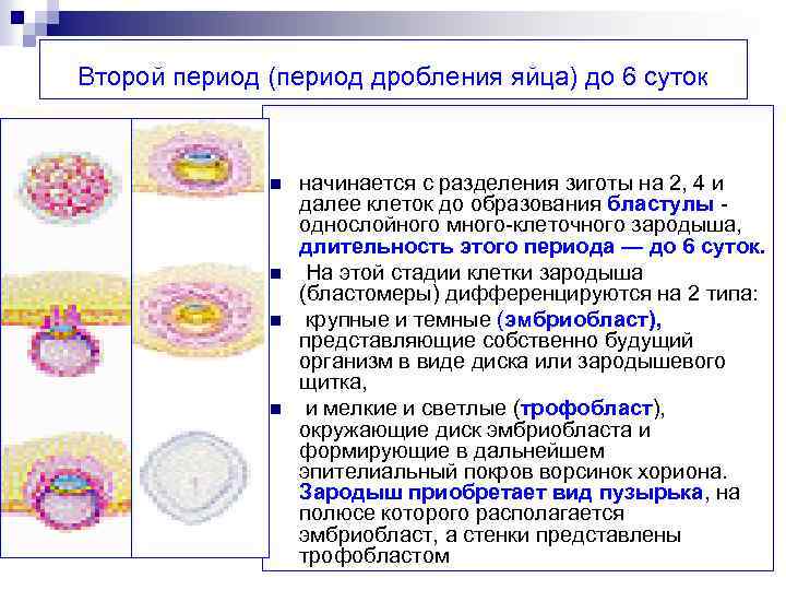 Трофобласт это. Образование эмбриобласта и трофобласта. Формирование трофобласта. Трофобласт эмбриона. Трофобласт развивается из.