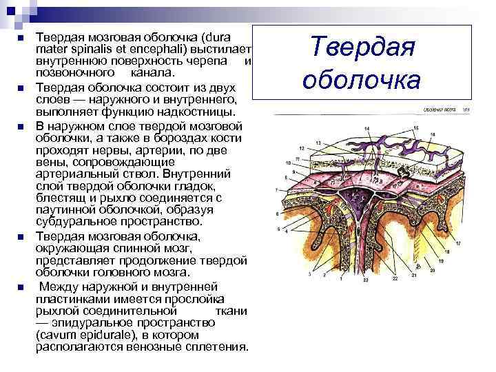 Внутренняя оболочка мозга