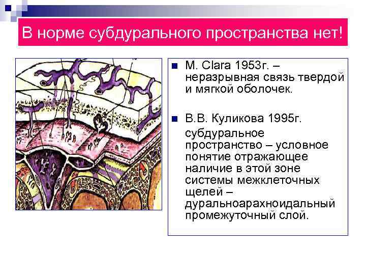 В норме субдурального пространства нет! n M. Clara 1953 г. – неразрывная связь твердой