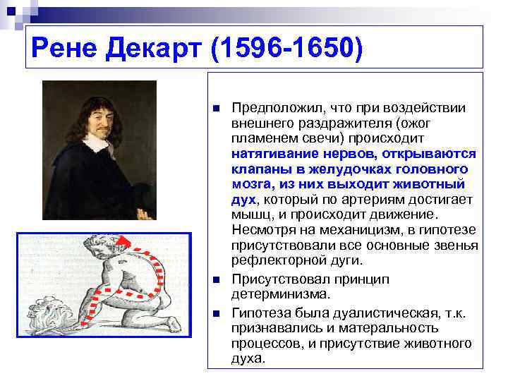 Рене Декарт (1596 -1650) n n n Предположил, что при воздействии внешнего раздражителя (ожог