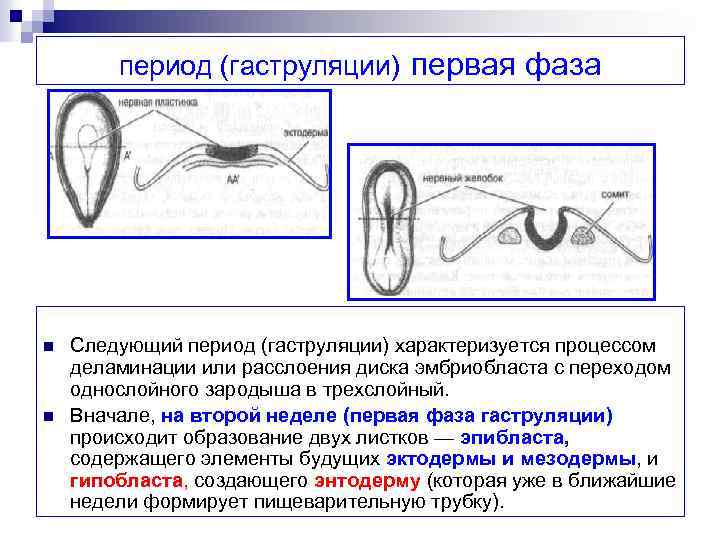 Гаструляция у человека схема