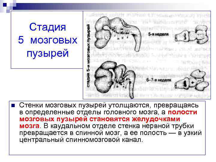 Стадия пяти мозговых пузырей. Стадии мозговых пузырей. Стадия 5 мозговых пузырей. Стенка мозговых пузырей. Стадия 3 и 5 мозговых пузырей.