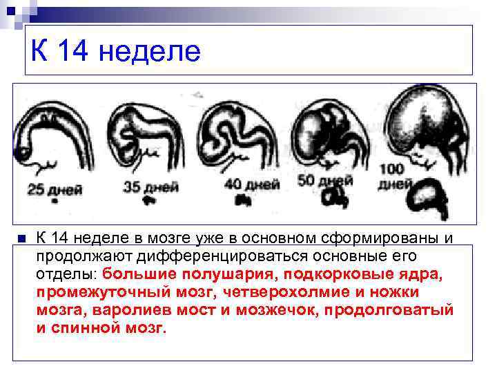 К 14 неделе n К 14 неделе в мозге уже в основном сформированы и
