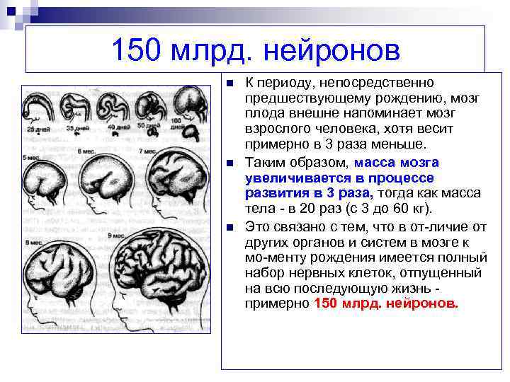 Рост мозга