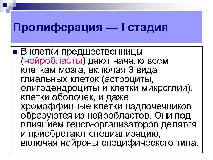 Пролиферация — I стадия n В клетки предшественницы (нейробласты) дают начало всем клеткам мозга,