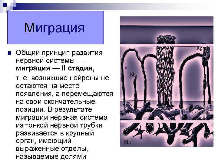 Миграция n Общий принцип развития нервной системы — миграция — II стадия, т. е.