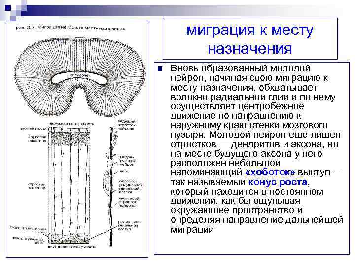 миграция к месту назначения n Вновь образованный молодой нейрон, начиная свою миграцию к месту