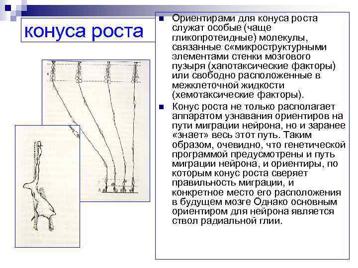 конуса роста n n Ориентирами для конуса роста служат особые (чаще гликопротеидные) молекулы, связанные