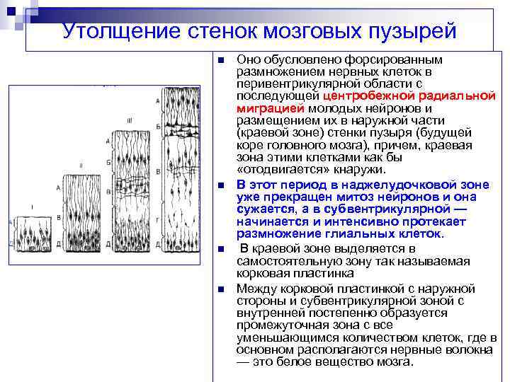 Утолщение стенок мозговых пузырей n n Оно обусловлено форсированным размножением нервных клеток в перивентрикулярной