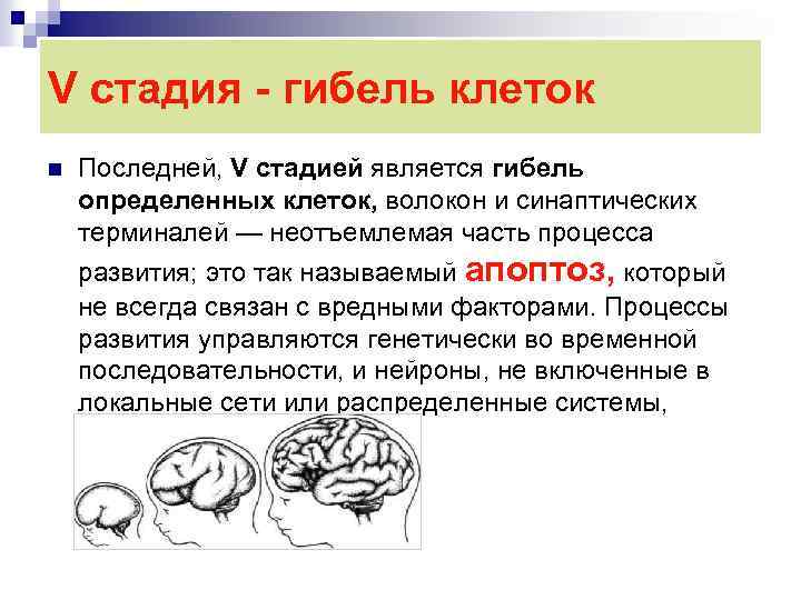 V стадия - гибель клеток n Последней, V стадией является гибель определенных клеток, волокон