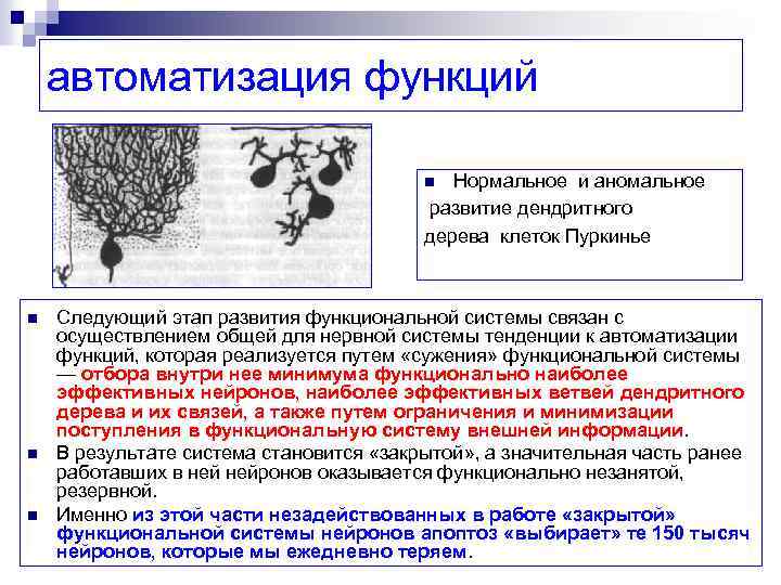 автоматизация функций Нормальное и аномальное развитие дендритного дерева клеток Пуркинье n n Следующий этап