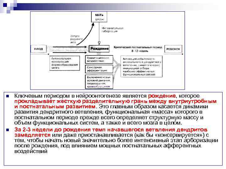 n n Ключевым периодом в нейроонтогенезе является рождение, которое прокладывает жесткую разделительную грань между