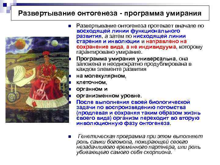 Развертывание онтогенеза - программа умирания n n n n Развертывание онтогенеза протекает вначале по
