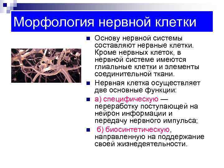 Основа нервной клетки. Морфология нервной системы. Морфология нервной ткани. Нервные клетки составляющие основу нервной системы. Классификация нервной ткани.