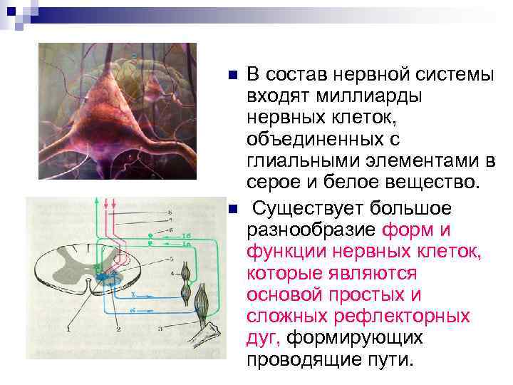 n n В состав нервной системы входят миллиарды нервных клеток, объединенных с глиальными элементами