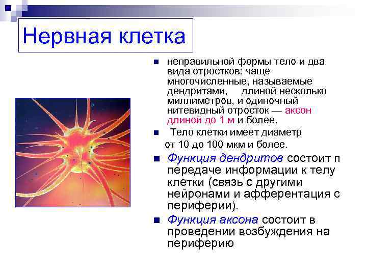 Нервная клетка n n неправильной формы тело и два вида отростков: чаще многочисленные, называемые
